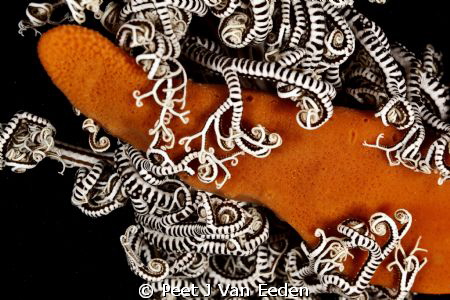 The other side of a basket star by Peet J Van Eeden 