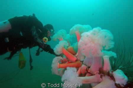 Diver looking at the metridians on the bow of the yukon w... by Todd Moseley 