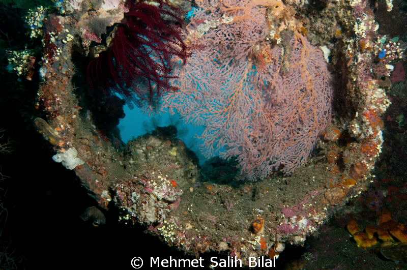 A cabin window in Liberty wreck. by Mehmet Salih Bilal 
