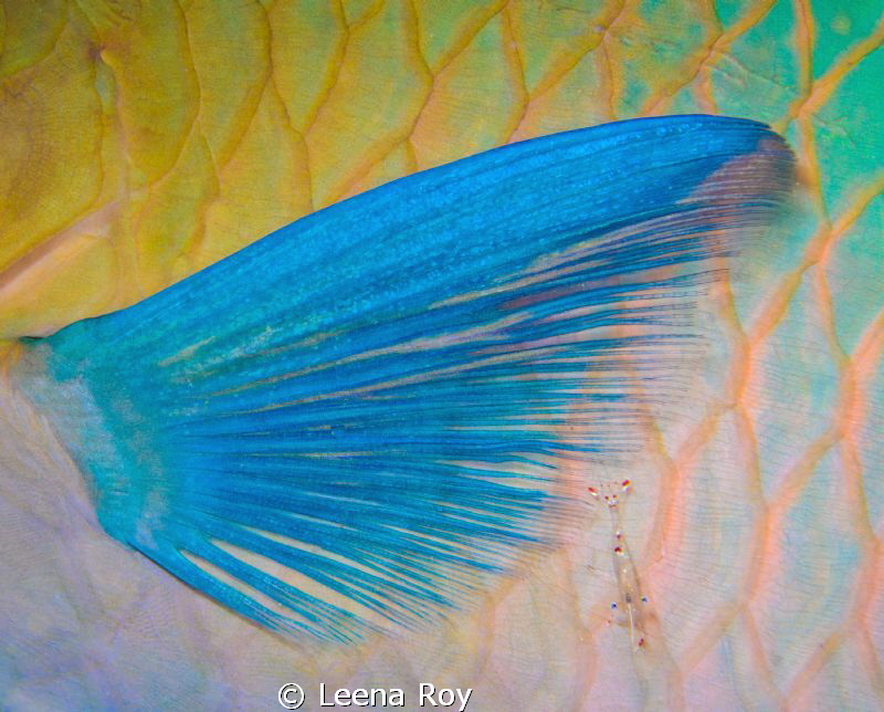 Cleaner shrimp on parrot fish by Leena Roy 