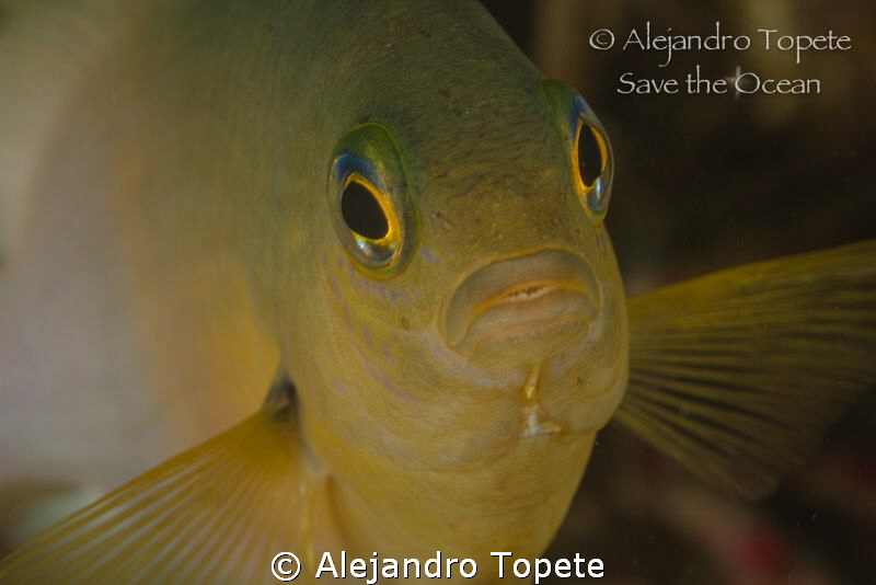 Damisela with Star, Veracruz Mexico by Alejandro Topete 
