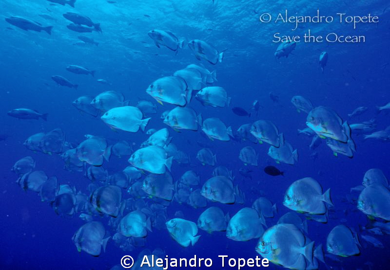 School  of Bat Fish, Sharm il Sheik by Alejandro Topete 