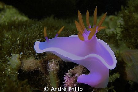 Chromodoris bullocki by Andre Philip 