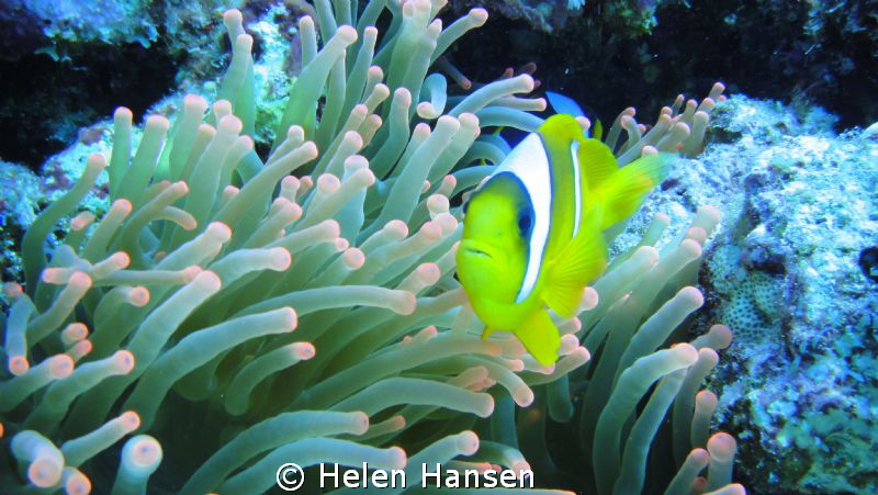 Clown Fish by Helen Hansen 