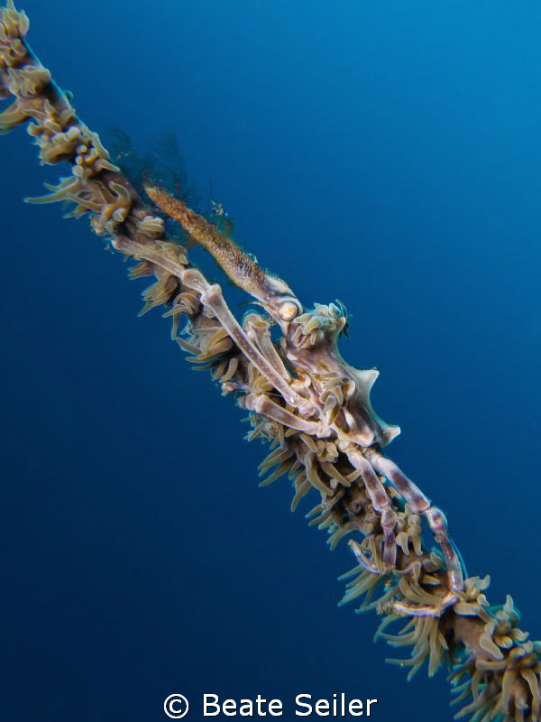 Xenon Crab by Beate Seiler 