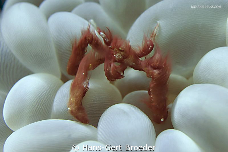 Orangutan crab
Bunaken Island, Sulawesi,Indonesia,
Niko... by Hans-Gert Broeder 