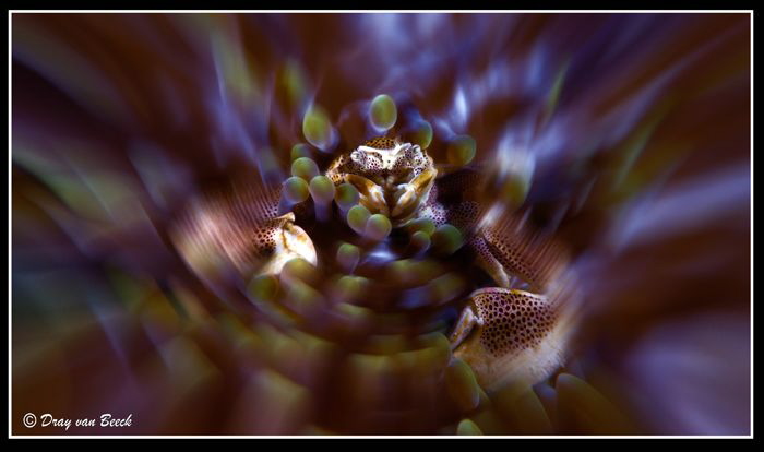 Crab and the Northern lights by Dray Van Beeck 