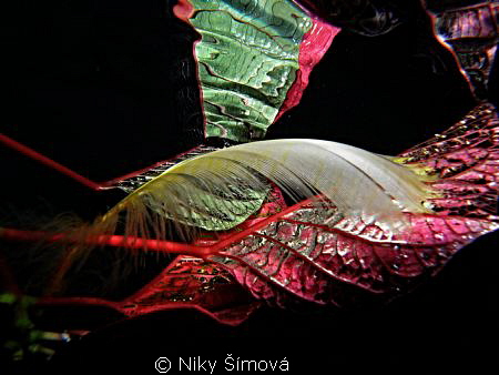 Swimming pool creaton.. by Niky Šímová 