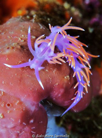 Flabellina by Salvatore Ianniello 