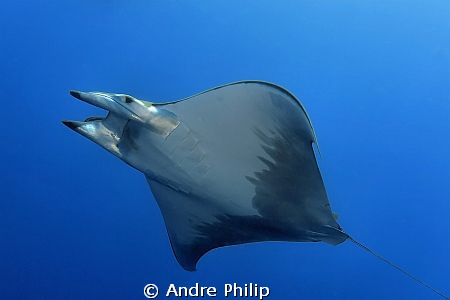 Mobula Rray - Azores by Andre Philip 