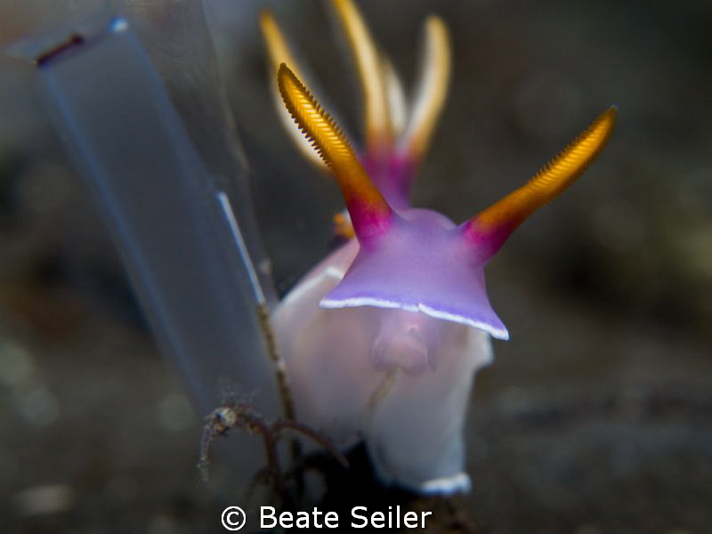 Bullocki by Beate Seiler 