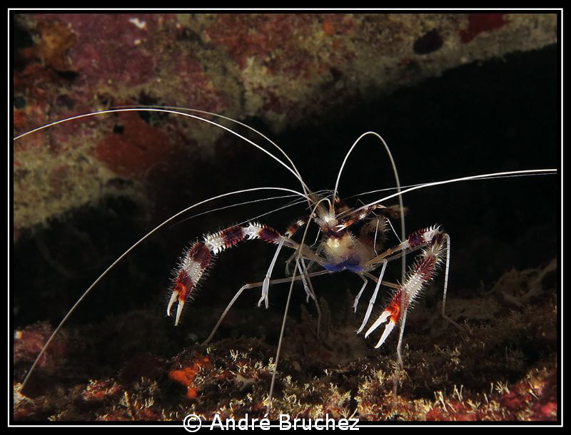 Crevette nettoyeuse zébrée by André Bruchez 