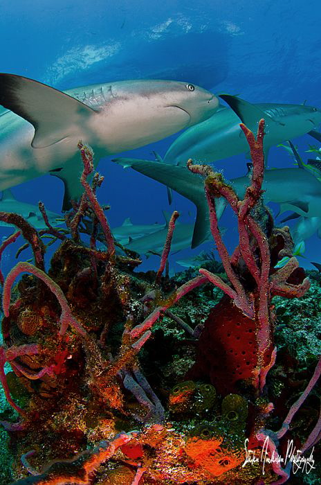 An afternoon of sitting still and letting the  Reef Shark... by Steven Anderson 