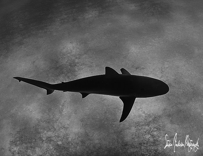 Looking down during a safety stop I found a loner who was... by Steven Anderson 