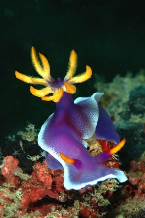 Royal Hypselodoris. Taken with D70,105mm. Kapalai,SABAH,B... by Frankie Tsen 
