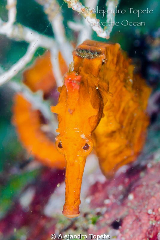 Sea Horse Face, Acapulco Mexico by Alejandro Topete 
