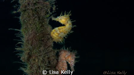 Seahorses at Blue Heron Bridge by Lisa Kelly 