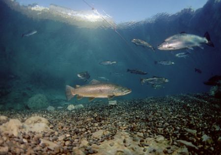 Trout in shallows, Capernwray,Lancashire.
F90X, 16mm. by Mark Thomas 