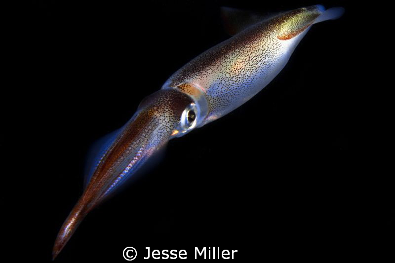 Market Squid by Jesse Miller 