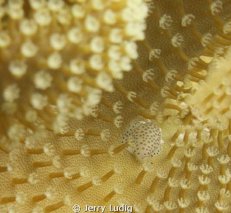 Hard to spot ... by Jerry Ludig 
