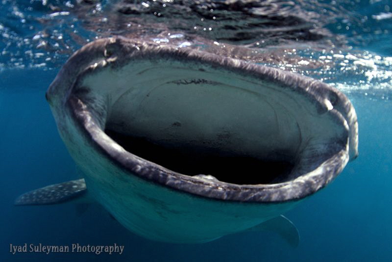 Hungry Whale shark by Iyad Suleyman 