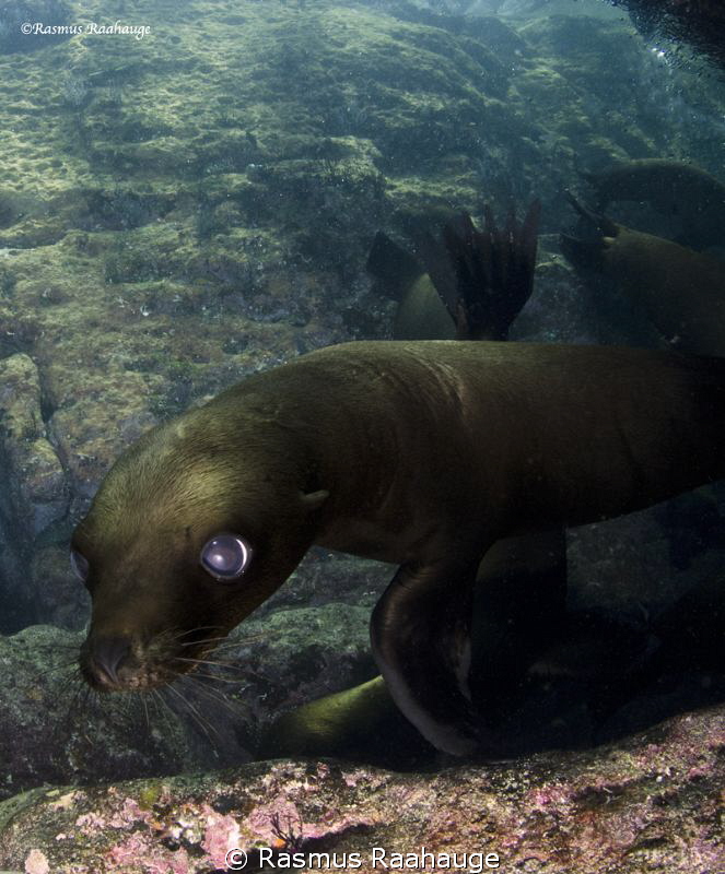 Playfull sea-lion cub by Rasmus Raahauge 