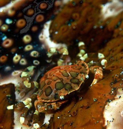 sea cucumber climber,indonesia by Gregory Grant 