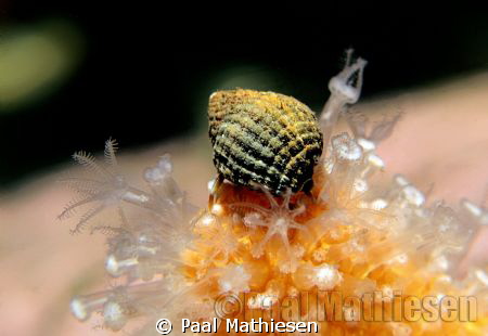 A very small hermit crab on a dead man's fingers by Paal Mathiesen 