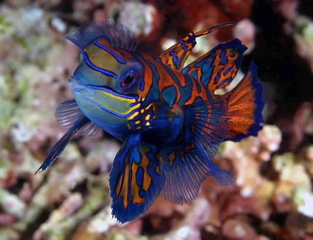 Puckerup! Manadarin fish in Manado - seemed very interest... by John M Akar 