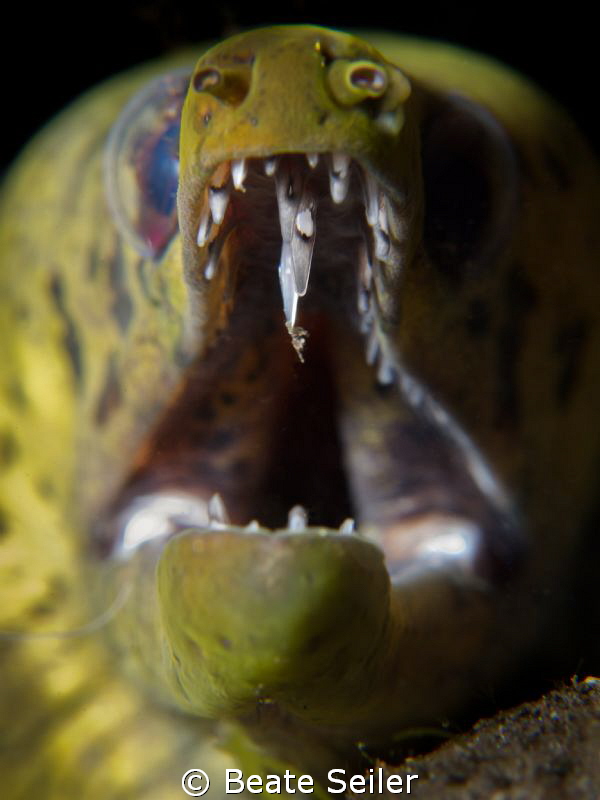 Green moray by Beate Seiler 
