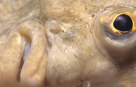 Plaice,Cornwall.Nikonos V with a 1.2 extension tube by Derek Haslam 