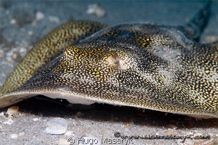 Stingray by Hugo Masaryk 