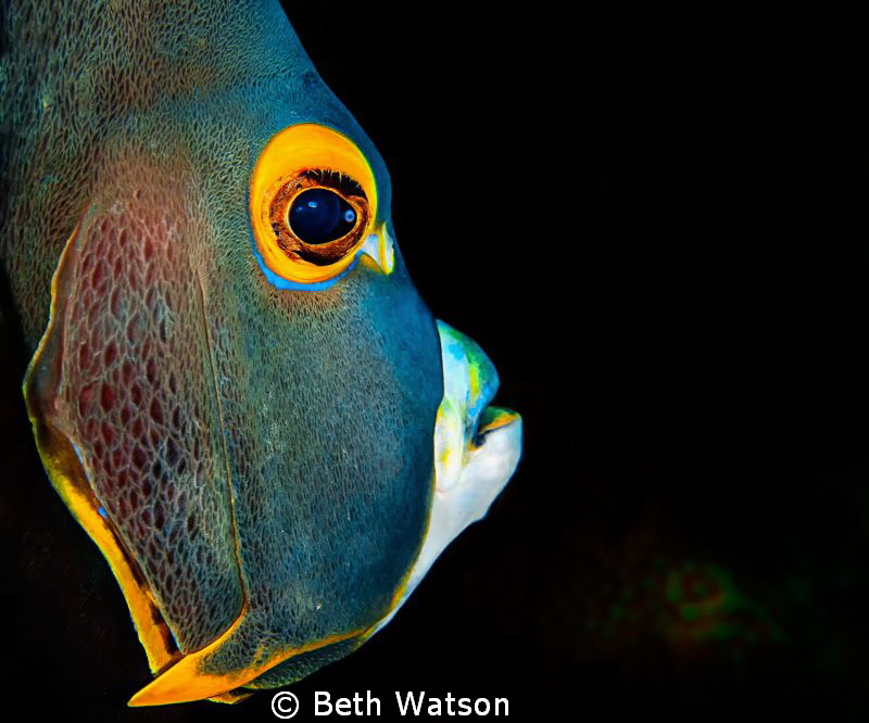 French Angelfish...Bonaire, Netherlands by Beth Watson 