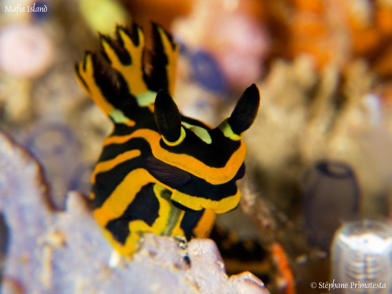 Tambja sp. by Stéphane Primatesta 
