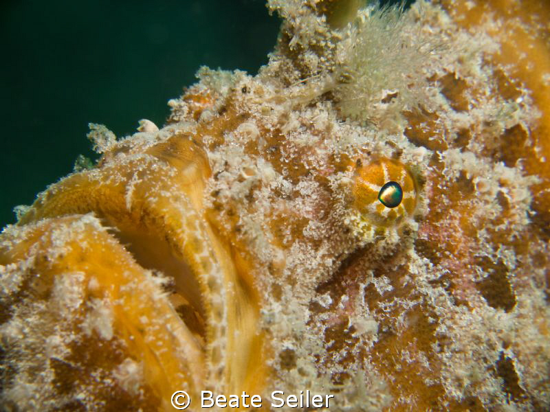 Yellow Frogfish by Beate Seiler 