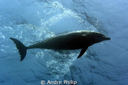 look to the surface - a bottlenose dolphin in overflight by Andre Philip 