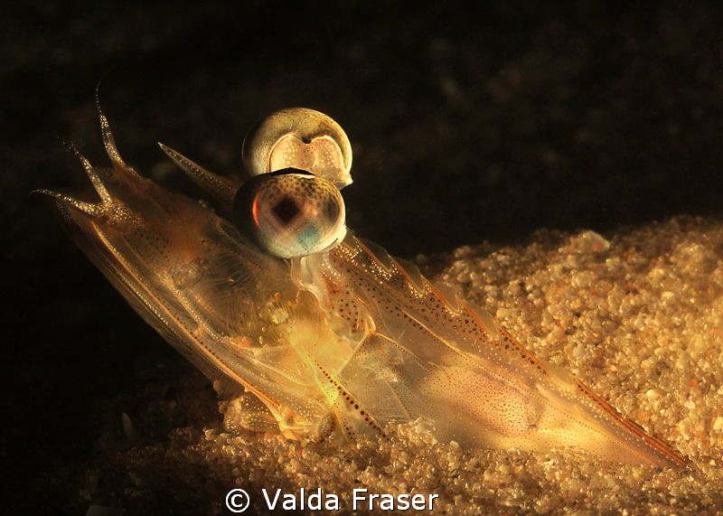 At night, lying in wait. by Valda Fraser 