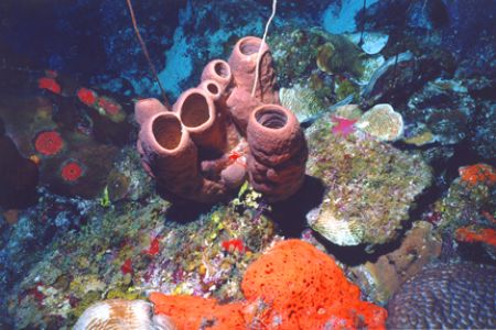 Hard and soft corals taken off Providenciales, Turks and ... by Matthew Shanley 
