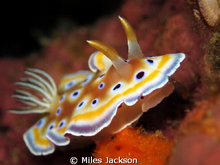 Twin Chromodoris by Miles Jackson 
