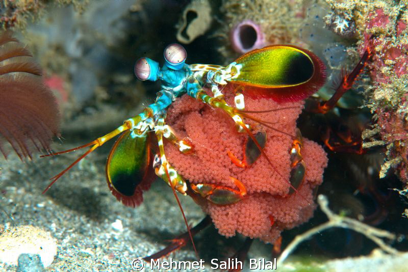 Mantis shrimp with eggs. by Mehmet Salih Bilal 