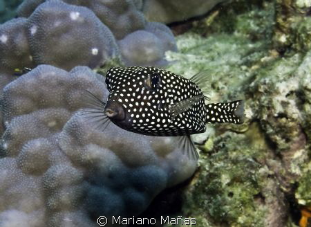 black and white boxfish by Mariano Mañas 
