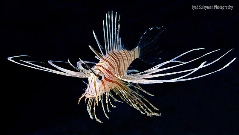 Juvenile lionfish by Iyad Suleyman 