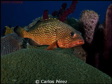After photography vacations today came back and shot this... by Carlos Pérez 