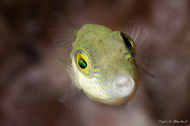 Taken with nikon 105mm, +5 diopter by Cyril Buchet 