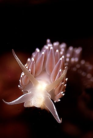 Flabilina Verrucosa-Taken on a night dive in Barkley Soun... by Rand Mcmeins 