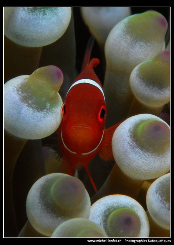 Baby Clown Fish... by Michel Lonfat 