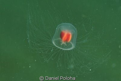 Cropped image of a tiny jellyfish (less than 2cm). by Daniel Poloha 