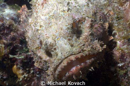 Spotted Scorpionfish on the Big Coral Knoll off the beach... by Michael Kovach 
