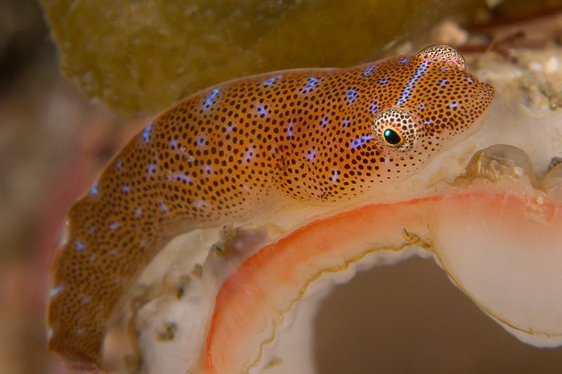 Eastern Cleaner Clingfish, Bare Island by Doug Anderson 