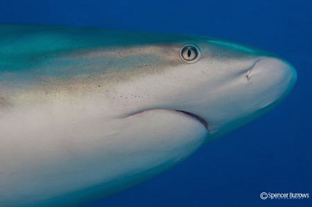 Shark portrait with 60mm macro lens. by Spencer Burrows 